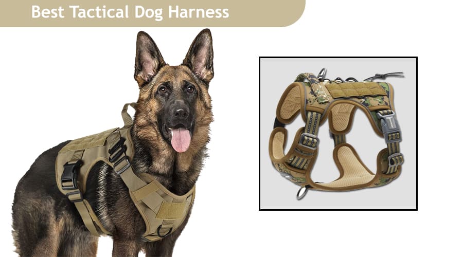 Top 10 Best Tactical Dog Harness Of 2022 – Full Buying Guide
